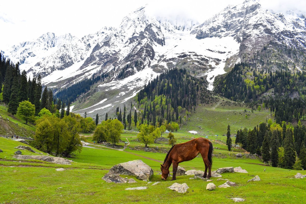 Kashmir - Collection Kashmir - Collection